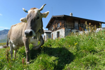 Vache et châlet dans les Alpes