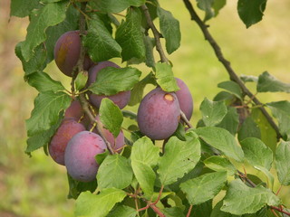 Des prunes de vari&eacute;t&eacute; Royale de Montauban sur l'arbre