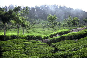 Teaplantation,India