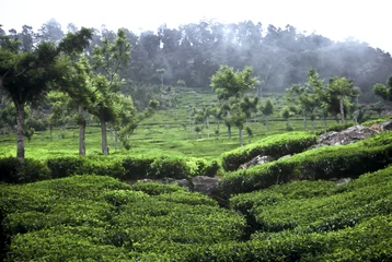 Fototapeten Teeplantage, Indien © Stephan Scherhag