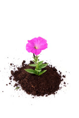 sprout of flower on a white background