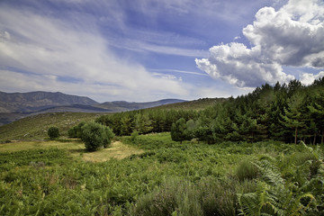Naklejka premium Abetos en la montaña