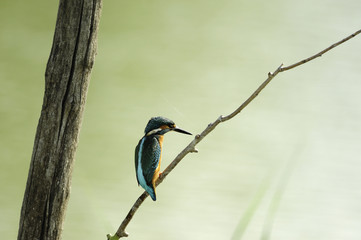 Fototapeta premium Kingfisher