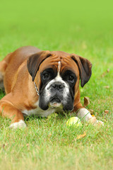 Obraz premium Boxer 222