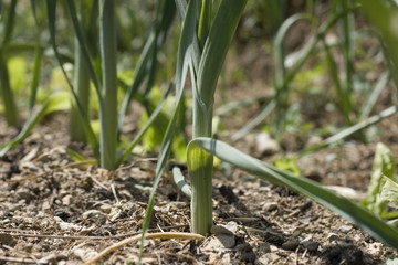 Pianta di porro