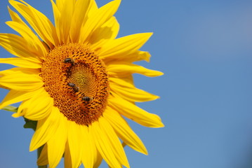 Obraz premium Sonnenblume