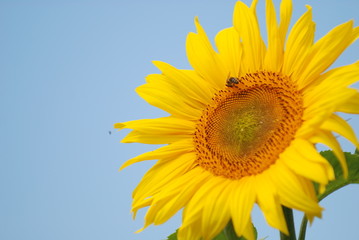 Naklejka premium Sonnenblume