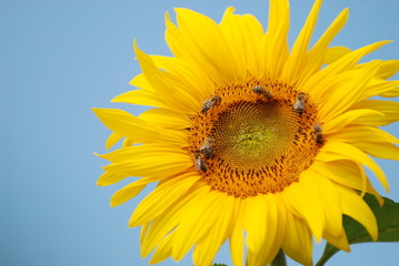 Obraz premium Sonnenblume
