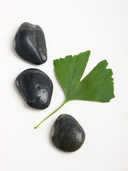 Ginkgo Biloba