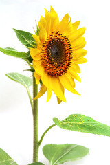 Obraz premium Girasol