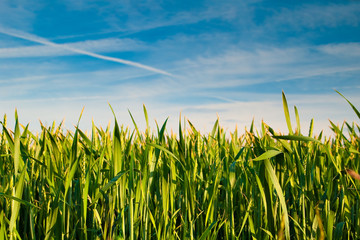 Obraz premium Wheat field on blue sky background