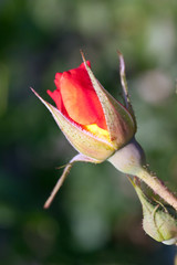 junge blüte der roten rose