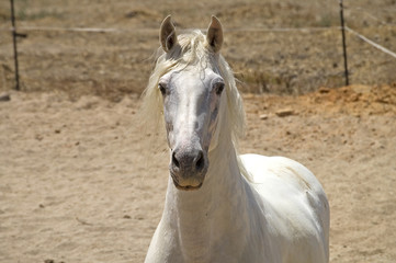 Obraz premium retrato caballo blanco