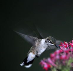 Ruby Throated Hummingbird