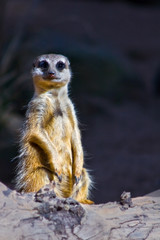 Noble Meerkat