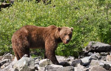 Naklejka na ściany i meble grizzly bear male