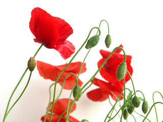 fleurs et capsules de coquelicots