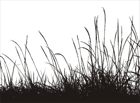 Grass Vector Silhouette