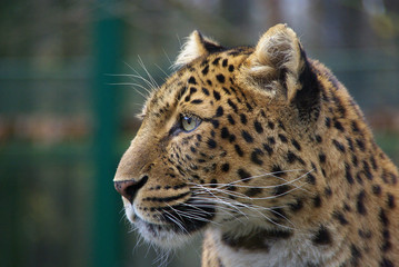 Fototapeta na wymiar Chiński Leopard