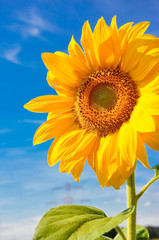 Obraz premium Riesige Sonnenblume