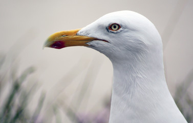 Möwe