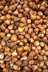 Zwiebel Gelbe Tulpe