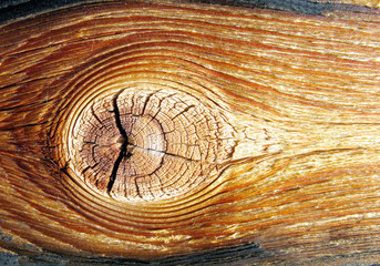 Fototapeta premium Drewno z dzianiną - drewno z węzłem