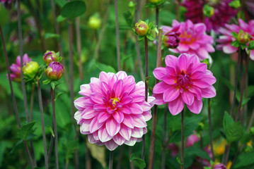 Obraz premium Blumenbeet mit rosa Dahlien