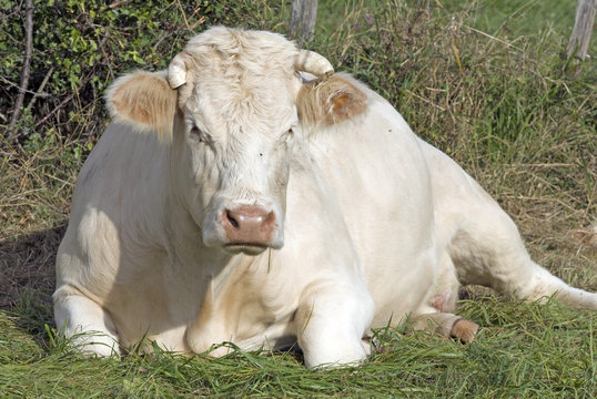 Raza Rind Charolais-Rind 影像 – 瀏覽 596 個素材庫相片、向量圖和影片 | Adobe Stock