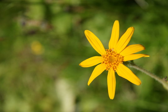 Arnika