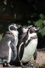 drei Humboldtpinguine