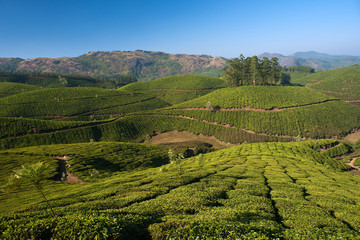 Tea fields - 16058593