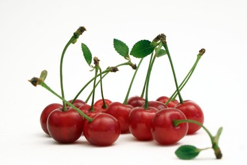 frische Kirschen aus dem Garten