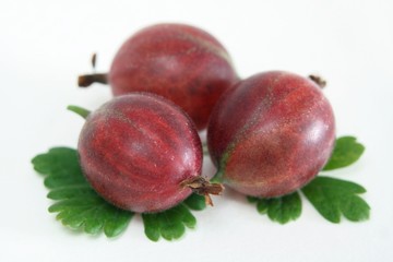 Stachelbeeren vom Strauch