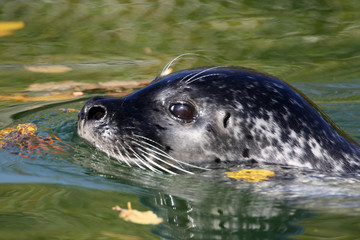 Naklejka premium Seehund