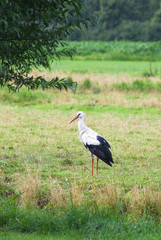 stork