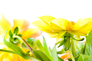 flowers isolated on white background