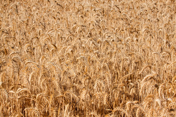 Abstract Wheat