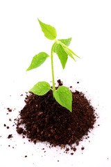 Green sprout on a white background