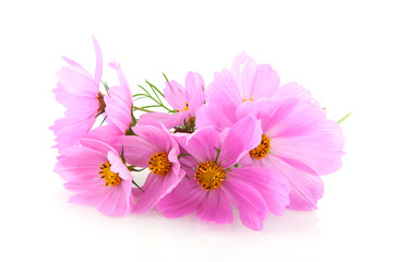 Pink Cosmos