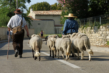 Transhumance
