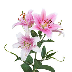 Lily flowers isolated on white