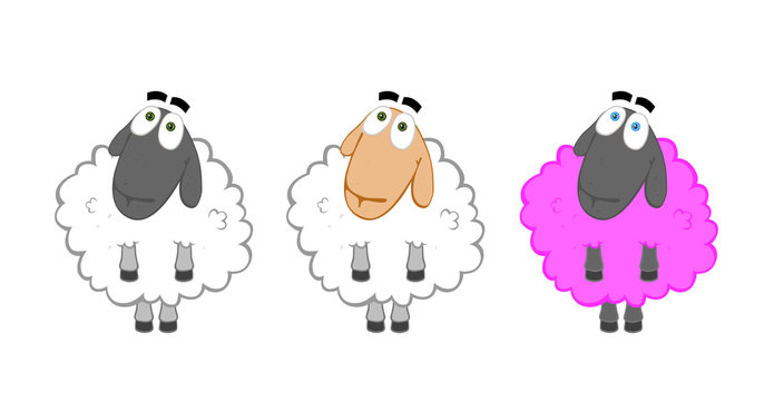 Three sheep - different races but one breed