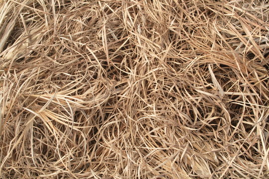 Capim seco (herbe sauvage), Bahia, Brasil