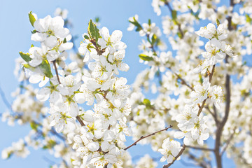 spring flowers close up background