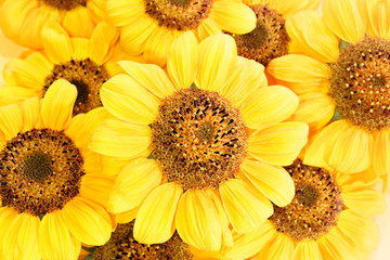 Obrazy na Szkle  piękne żółte płatki słonecznika w tle