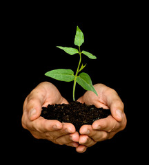 A sprout in palms as a symbol of nature protection