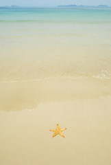Fototapeta na wymiar seastar siedzi na plaży