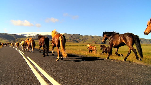 Herd Of Wild Horses