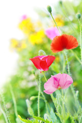 Naklejka premium Poppy Flowers